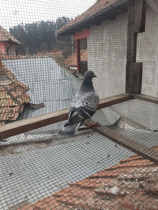 Porumbei la prețuri accesibile