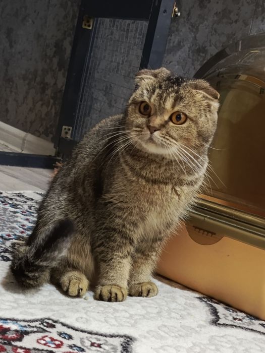 2 ham sotiladi srochno