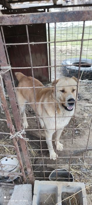 Собака, отдам, кабель