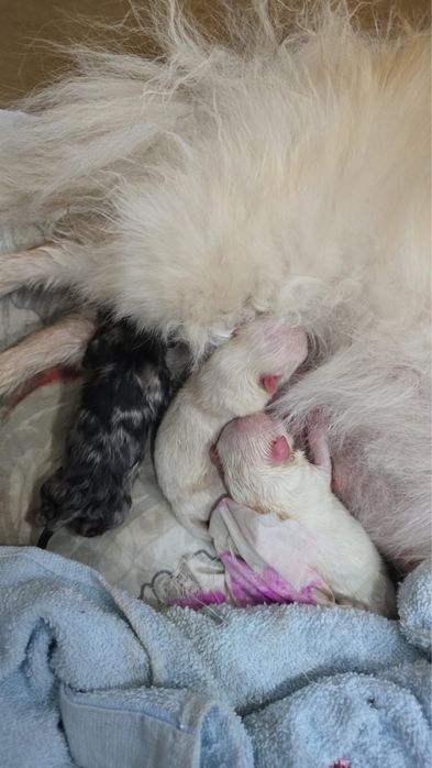 Шпиц кобель вязка