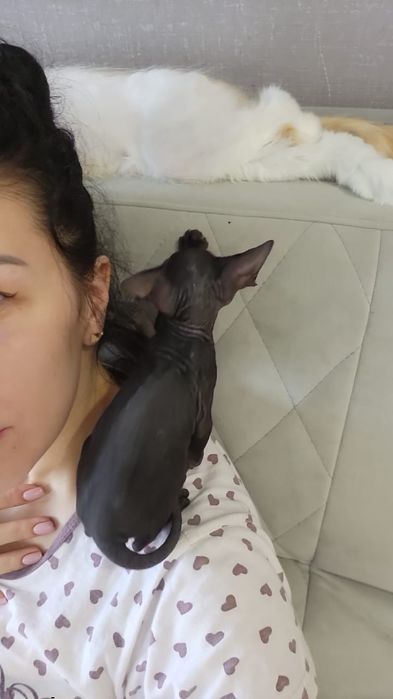 Чёрные Сфинксы.  Велюр.