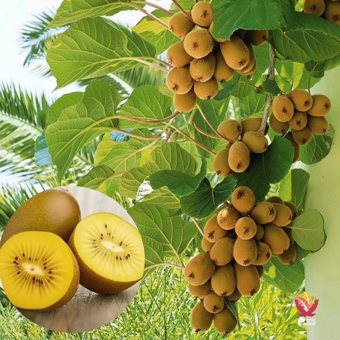 Pomi de Kiwi diferite soiuri