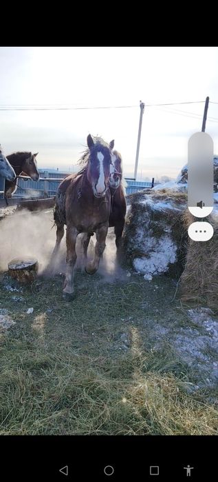 Продам советскую кобылку