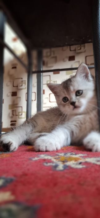 Котёнок на продажу