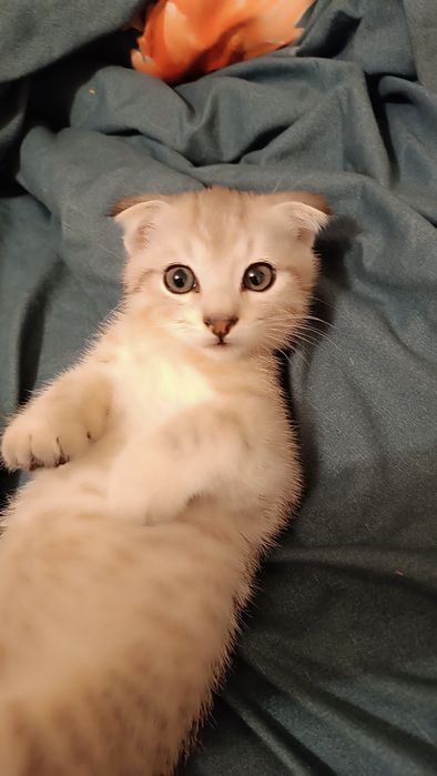 Отдам котенка бесплатно