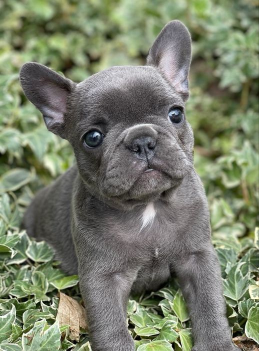 Bulldog francez femela