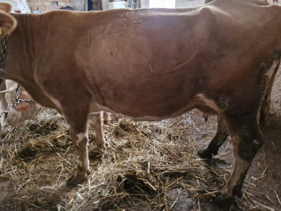 Vand vaca baltata de 5 ani