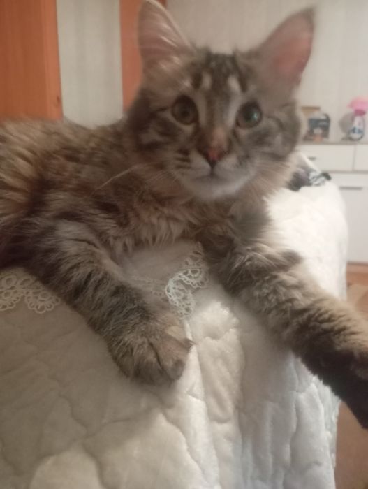 Отдам в хорошие руки! Кошечка 6 месяцев,