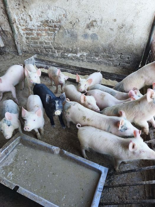 Малки прасета 20