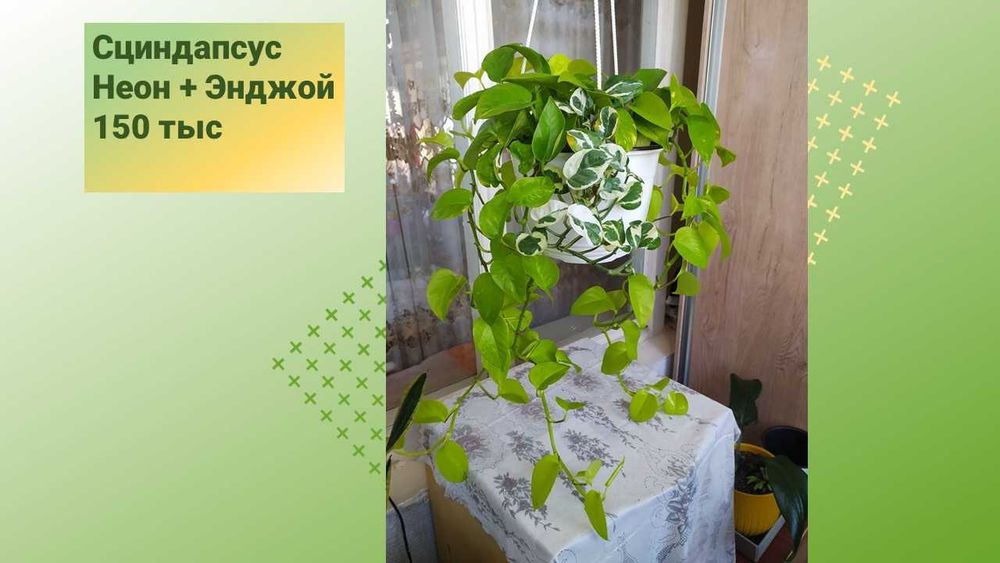 Стеллаж стеклянный для цветов (фиалок)