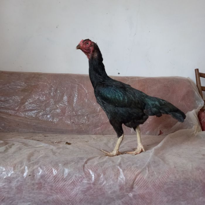Jo'jala sotiladi