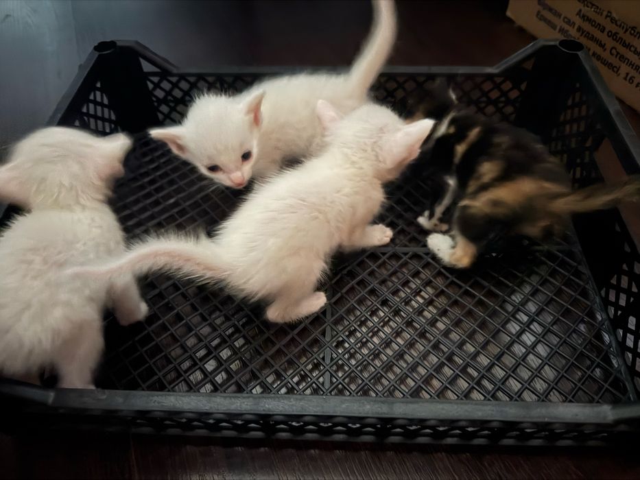 Отдам котенка бесплатно