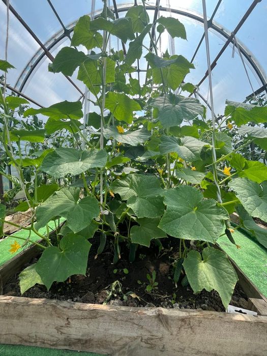 Дом 2021 г. Участок