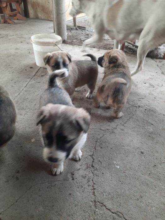 Щенки в добрые руки