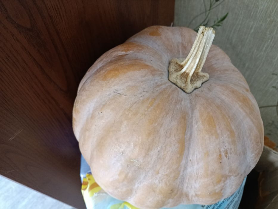 Продам тыквы мантные