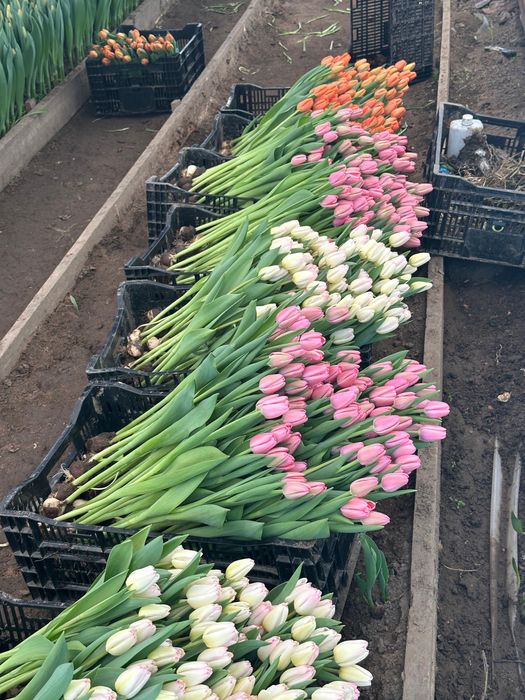 Тюльпаны оптом Алматы