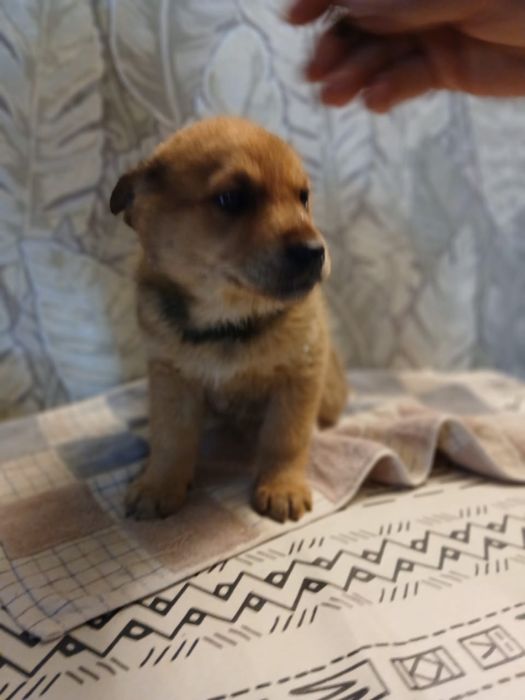 Отдам щенков в добрые руки