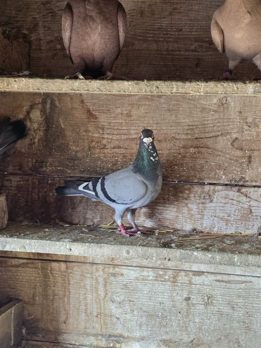 Porumbei  gusat spaniol