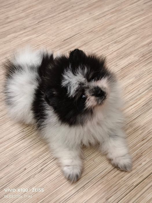 Очаровательный щенок шпица.