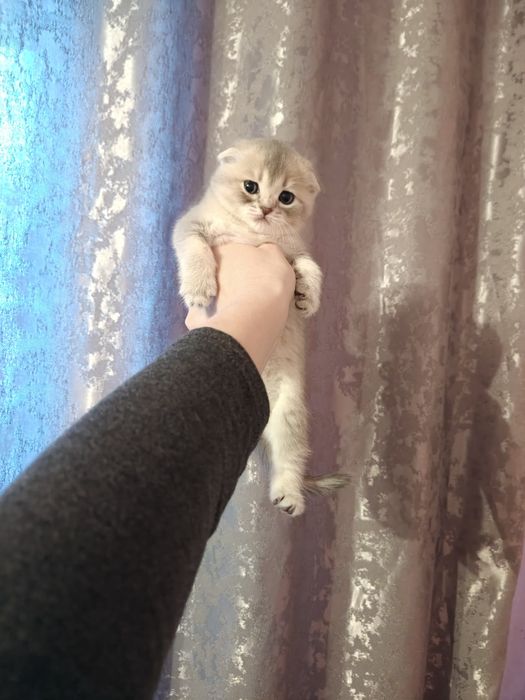 Голубая вислоухая Шиншилла