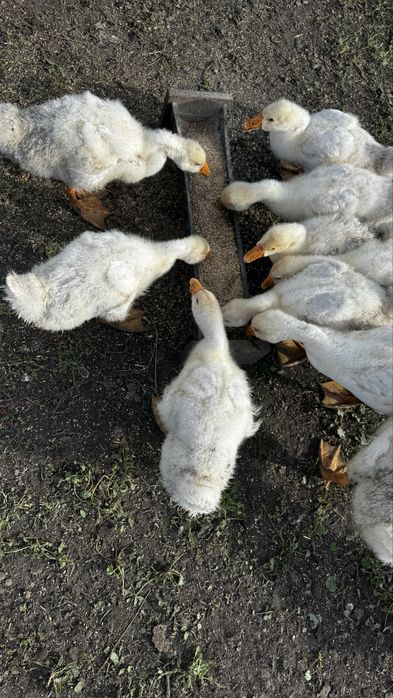 Продам домашних  гусей