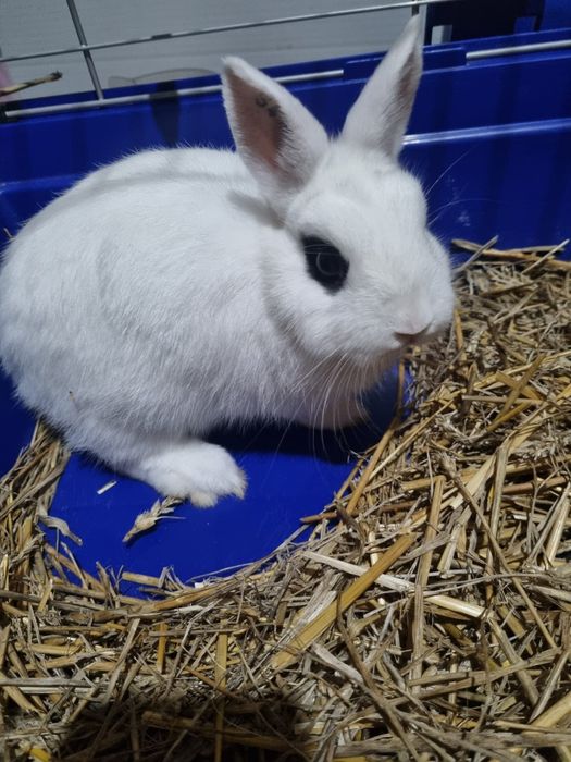 Iepure hotot pitic