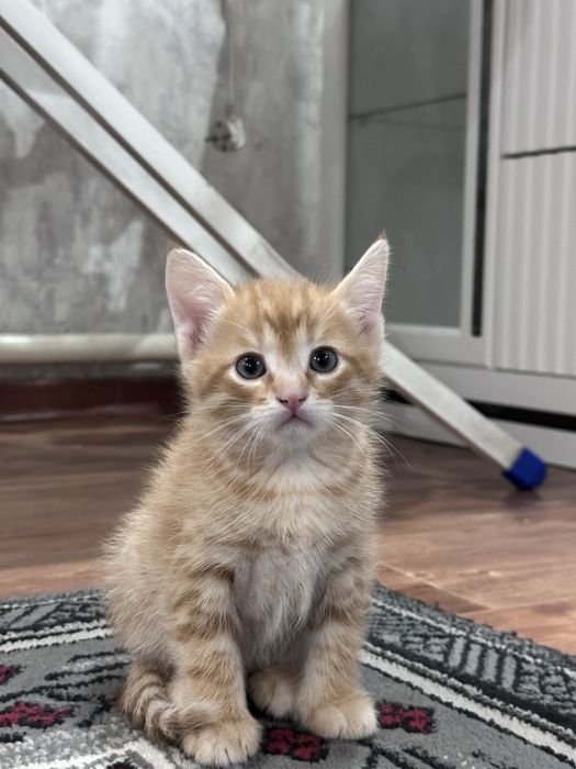 Котенок 1,5 мес (м) в добрые руки