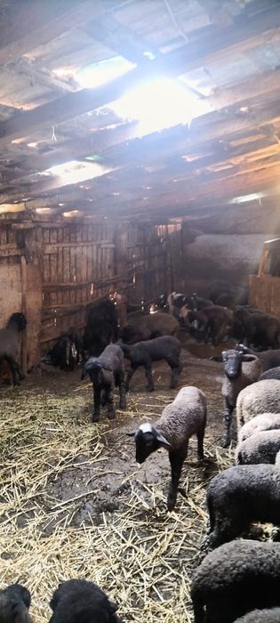 Miei de vânzare pentru Paște