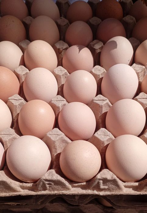 Куриные яйца свежие