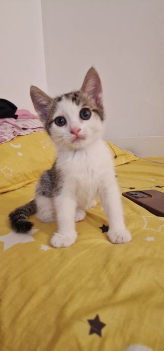 Donez pisoiasi 1 luna si 3 saptamani