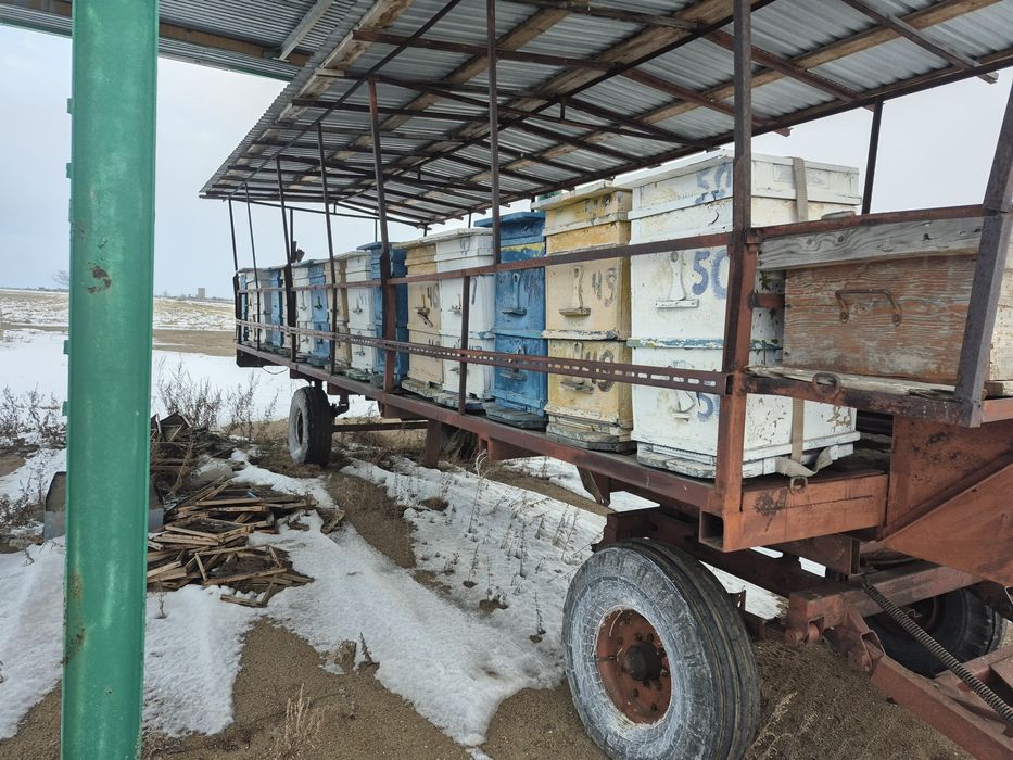 Пасика для пчёл с ульями