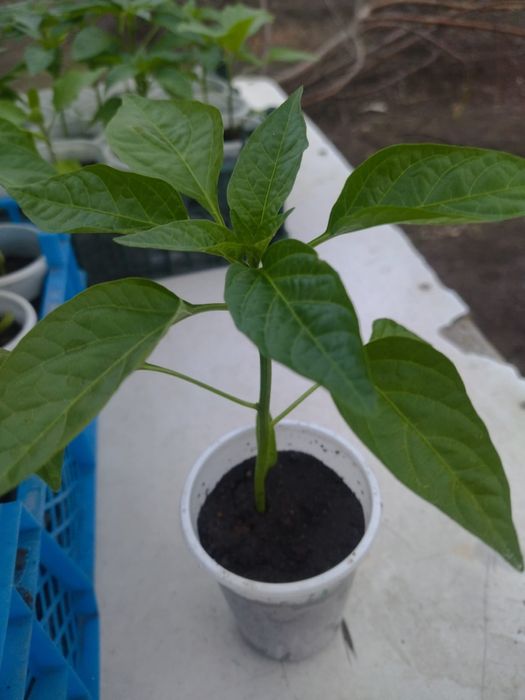 Продам рассаду овощей