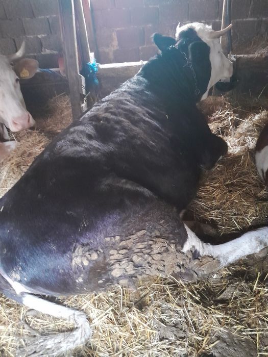 Juninca de vînzare.