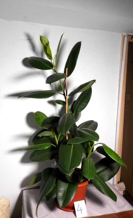 Ficus Elastica Robusta