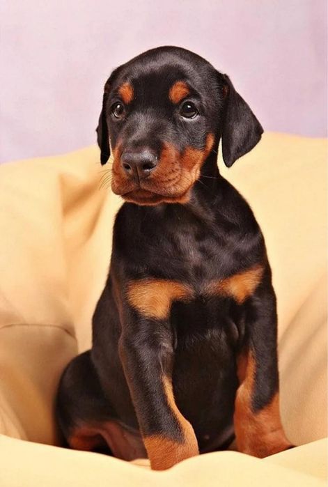 Элитные Доберманы