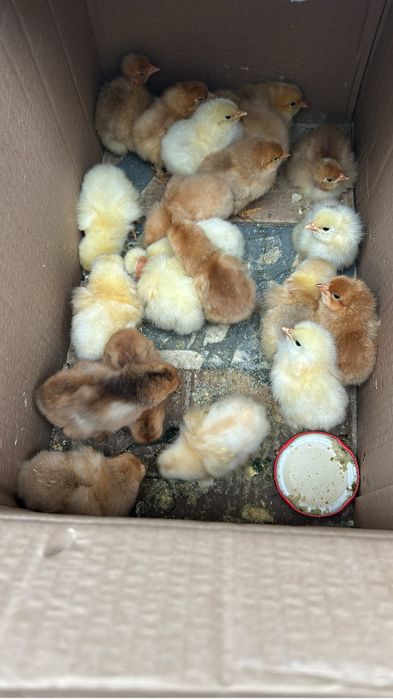 De vânzare o cloca cu 22 de pui de casa