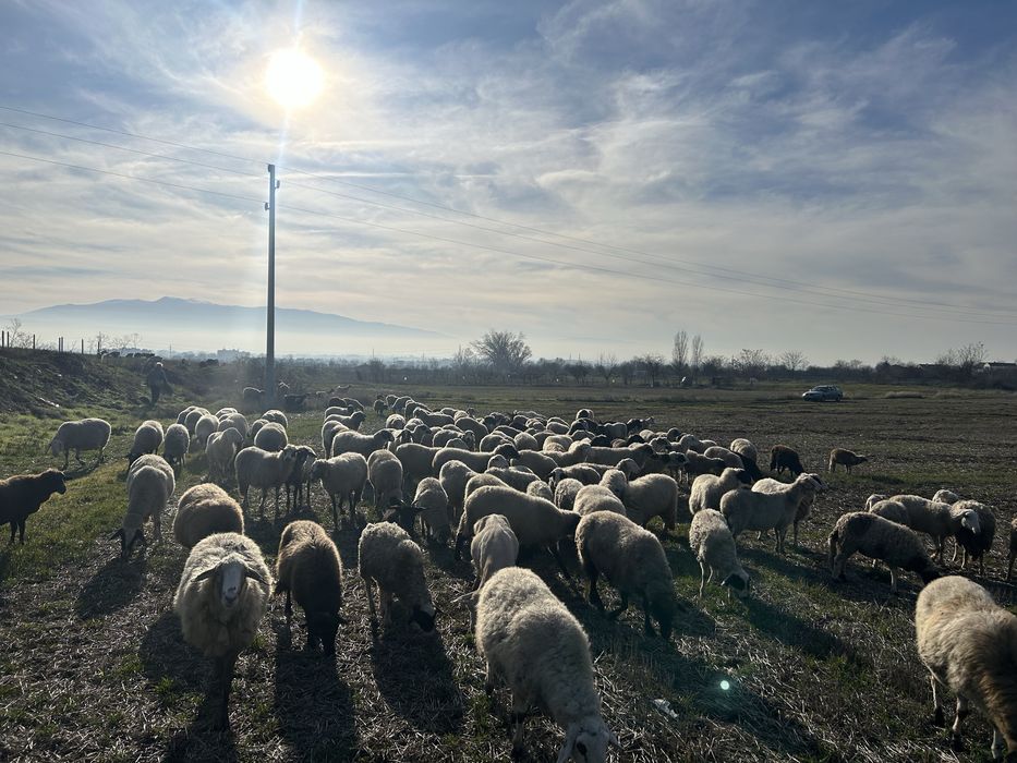 Продавам овце, агнета и шилета