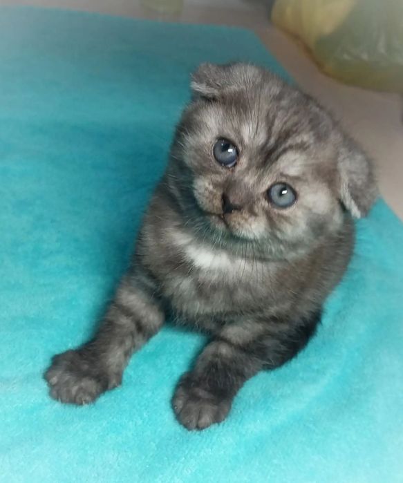Продам шотландского котёнка