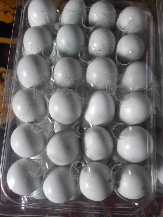 Oua caledon albastre, tuxedo ,polar,jumbo gold, japoneza