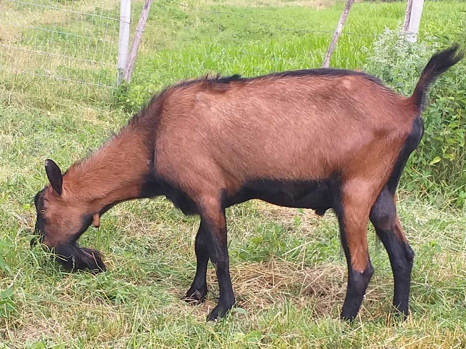 Tap alpin francez 2,5 ani