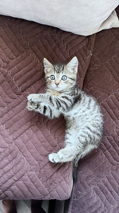 Котенок мальчик в добрые руки
