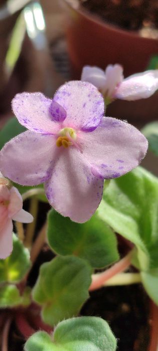 Фиалка  сортовая , трейлер