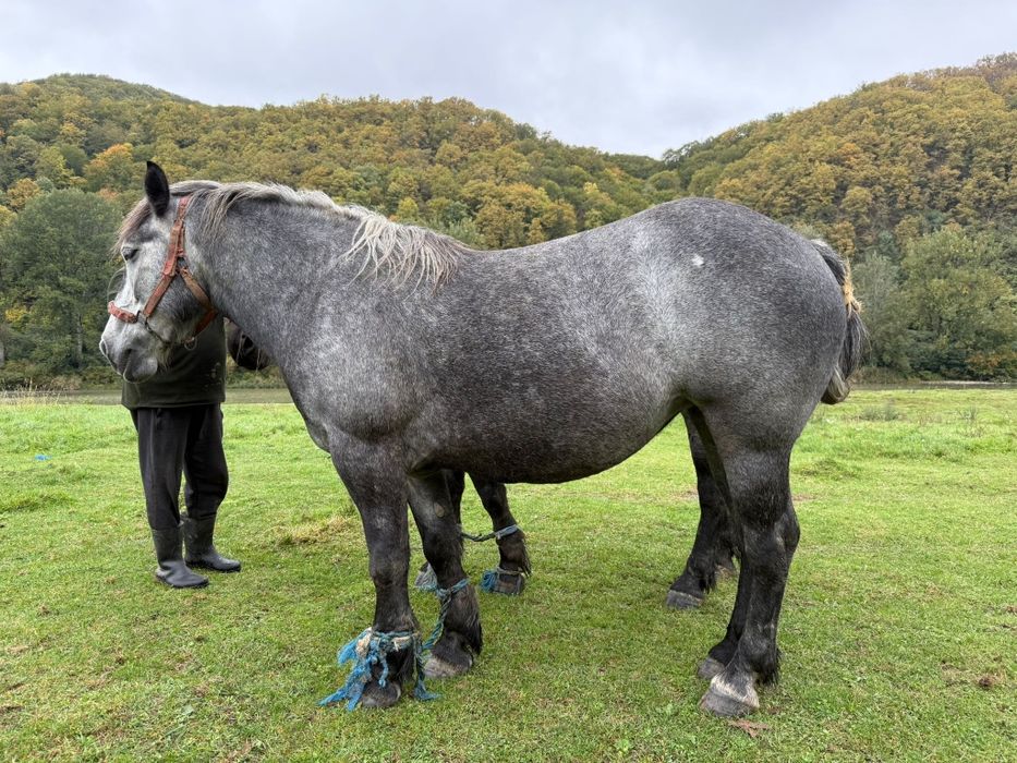 Vând două mânze surori