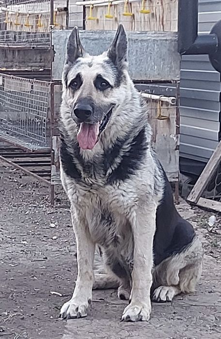 Щенки Восточноевропейской овчарки