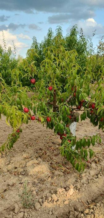 Продава се Парцел в Бяла - 3700 кв.м за 15 €/кв.м - Снимка #3