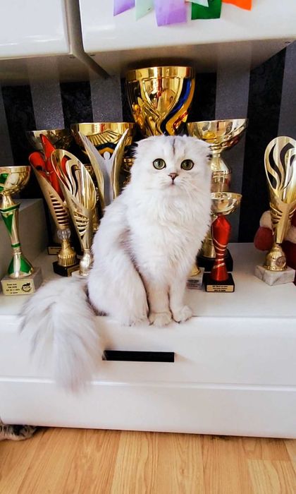 Fetiță Scottish Fold Longhair – pedigree