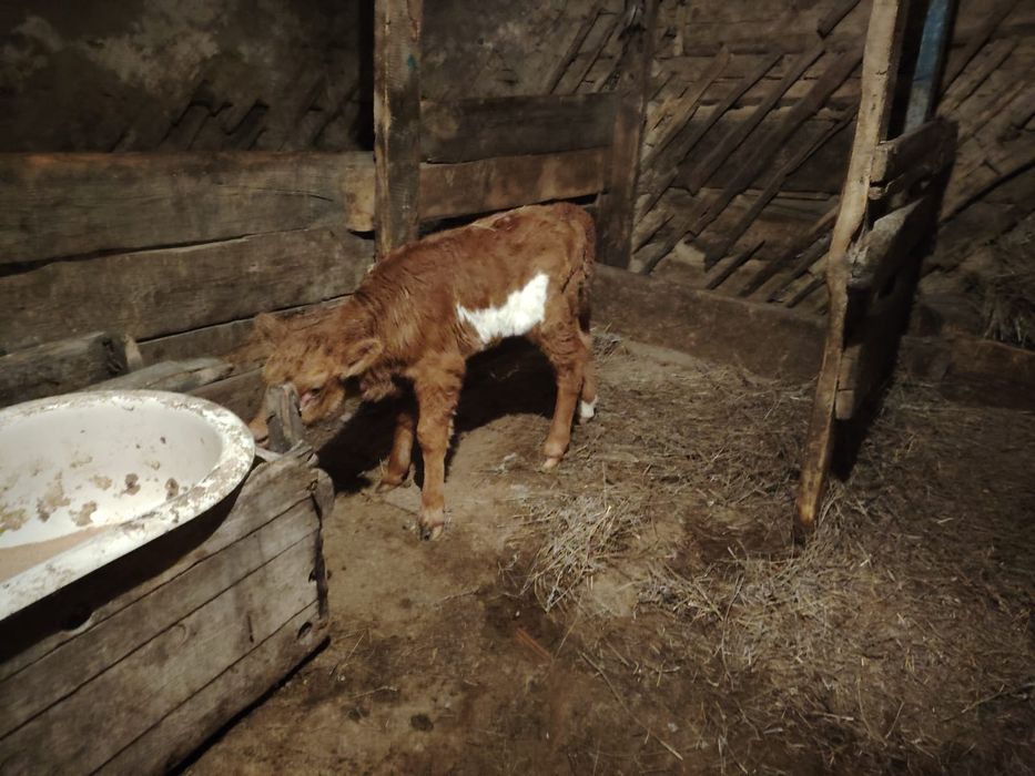 Тёлочка телочка телочка