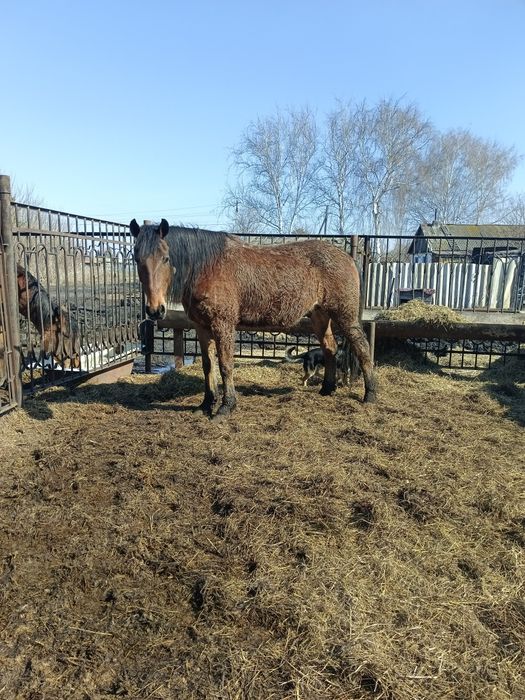 Продам меренов обученых