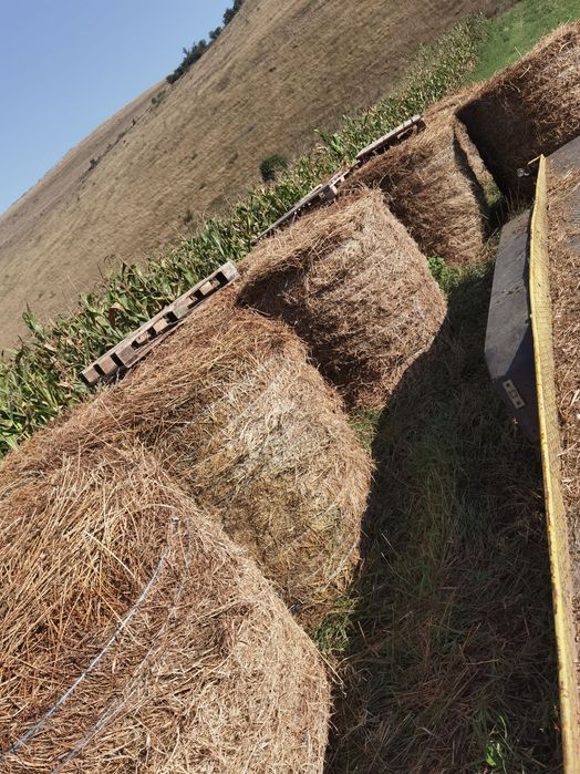 Vând baloți lucernă