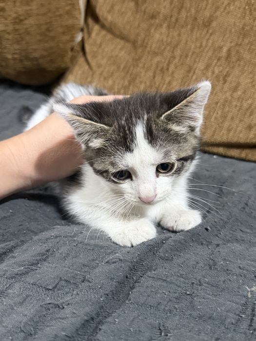 Котята отдам в добрые руки